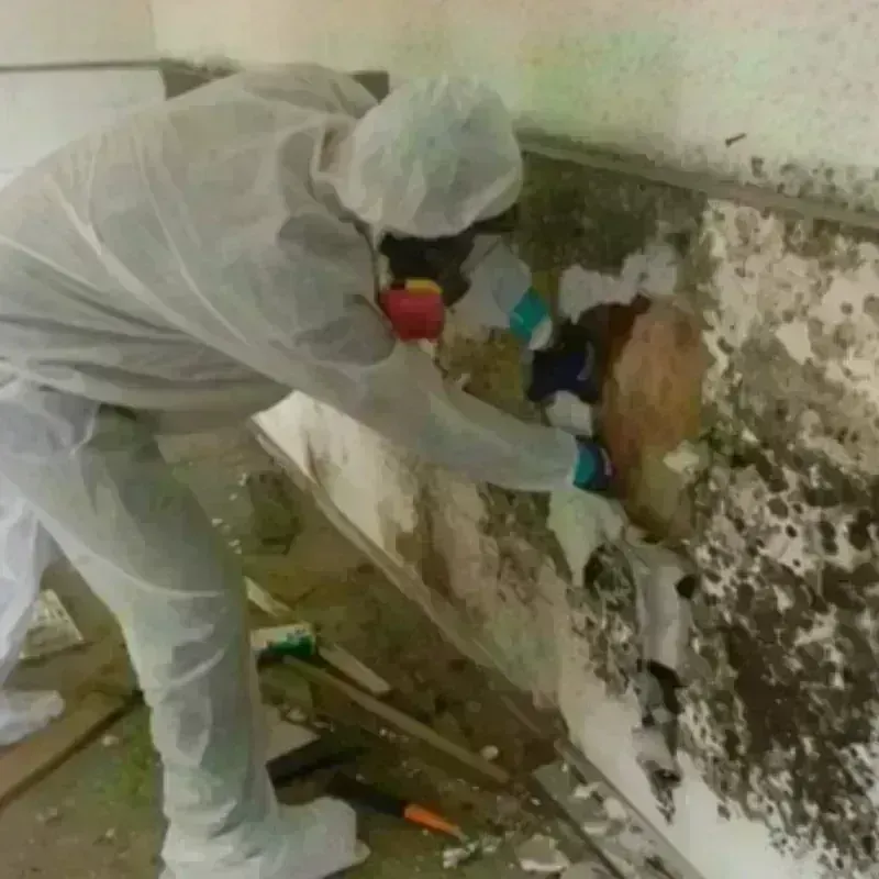 Mold Remediation and Removal in La Marque, TX